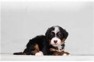 Izzy - Bernedoodle, Mini for sale