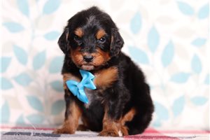 Ethan - Bernedoodle, Mini for sale