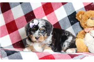 Zola - Bernedoodle, Mini for sale