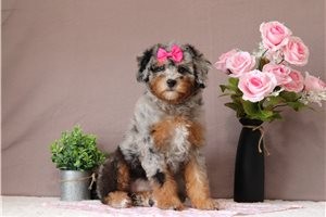 Jenny - Bernedoodle, Mini for sale