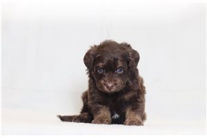 Paul - Bernedoodle, Mini for sale