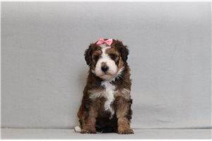 Makayla - Bernedoodle, Mini for sale