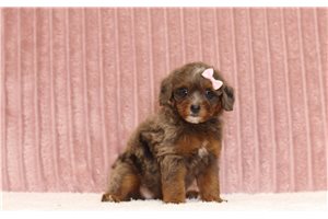 Julia - Mini Bernedoodle for sale
