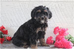 Odessa - Bernedoodle, Mini for sale