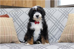 Frederick - Bernedoodle, Mini for sale
