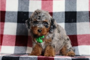 James - Bernedoodle, Mini for sale