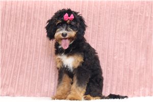 Ingrid - Mini Bernedoodle for sale