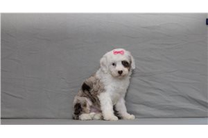 Blossom - Bernedoodle, Mini for sale