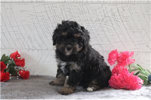 Orlando - Bernedoodle, Mini for sale