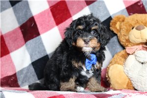 Wilbur - Bernedoodle, Mini for sale