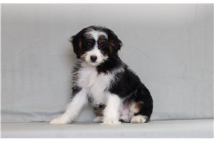 Jennifer - Bernedoodle, Mini for sale