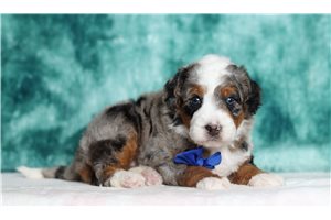 Jessup - Bernedoodle, Mini for sale