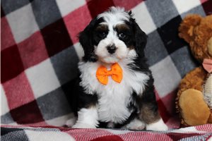 Weston - Bernedoodle, Mini for sale