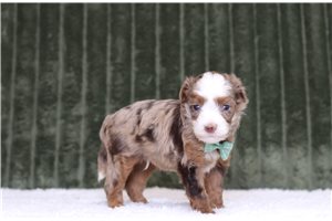 Luiz - Mini Bernedoodle for sale