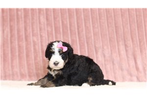 Joan - Bernedoodle, Mini for sale