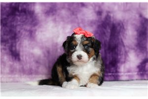 Gianna - Bernedoodle, Mini for sale