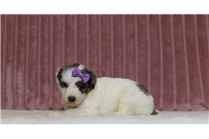 Josie - Mini Bernedoodle for sale