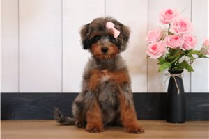Genesis - Bernedoodle, Mini for sale