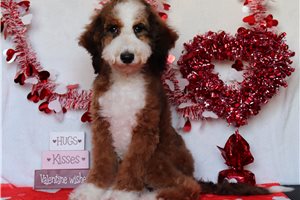 Aaron - Bernedoodle, Mini for sale