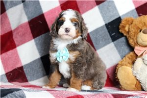 Archie - Bernedoodle, Mini for sale