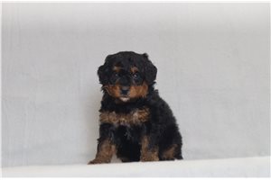 Jason - Bernedoodle, Mini for sale