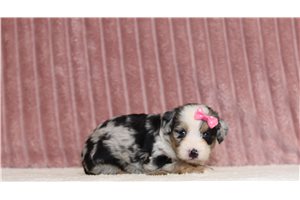 Jira - Mini Bernedoodle for sale