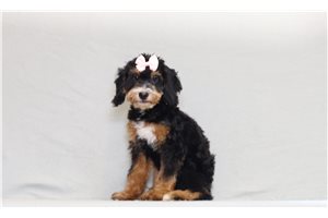 Ingrid - Bernedoodle, Mini for sale