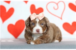 Ruthie - Bernedoodle, Mini for sale