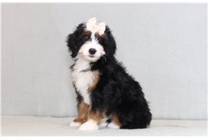 Ivory - Bernedoodle, Mini for sale
