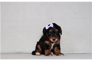 Allegra - Bernedoodle, Mini for sale