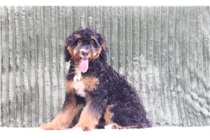 Able - Mini Bernedoodle for sale