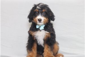 Digby - Bernedoodle, Mini for sale