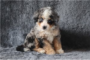 Keaton - Bernedoodle, Mini for sale
