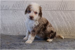 Tika - Mini Bernedoodle for sale