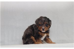 Jaina - Bernedoodle, Mini for sale