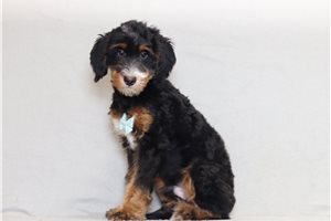 Alfredo - Bernedoodle, Mini for sale