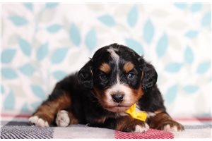 Elijah - Bernedoodle, Mini for sale