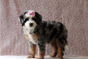Aspen - Bernedoodle, Mini for sale