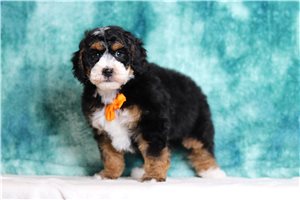 Rutherford - Bernedoodle, Mini for sale