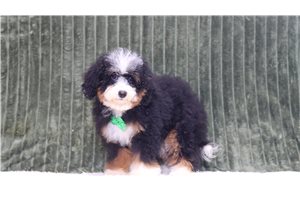Julian - Bernedoodle, Mini for sale