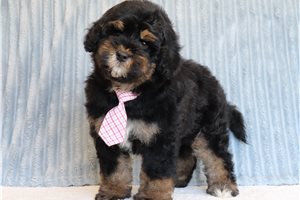 Orlando - Bernedoodle, Mini for sale
