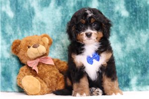 Elijah - Bernedoodle, Mini for sale
