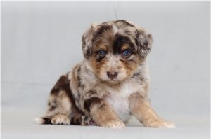 Pepito - Bernedoodle, Mini for sale