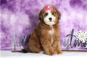 Fawne - Bernedoodle, Mini for sale