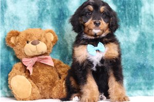 Ethan - Bernedoodle, Mini for sale