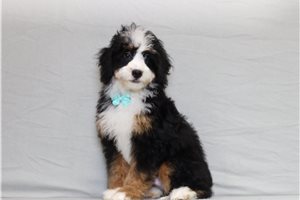 Alistair - Bernedoodle, Mini for sale