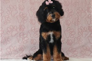 Abby - Bernedoodle, Mini for sale
