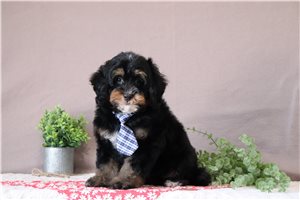 Wilbur - Bernedoodle, Mini for sale