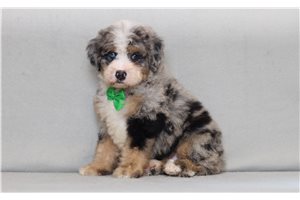 Akiro - Bernedoodle, Mini for sale