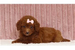 Jude - Mini Bernedoodle for sale